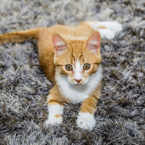 SIMPLE SOLUTION Cat Extreme Stain & Odor Remover 500ml