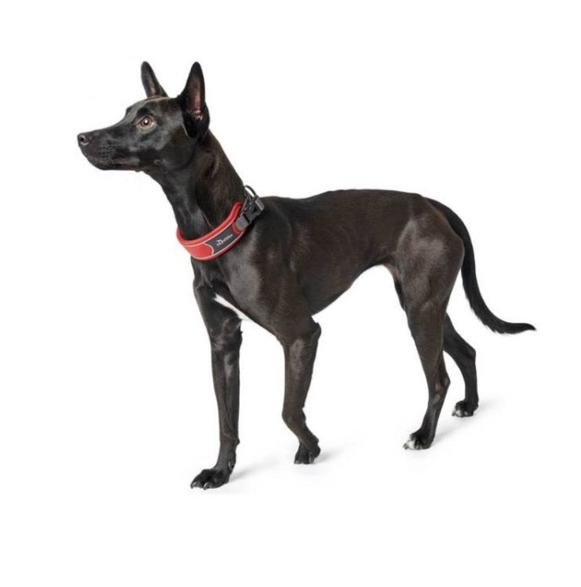 HUNTER Divo Dog Collar