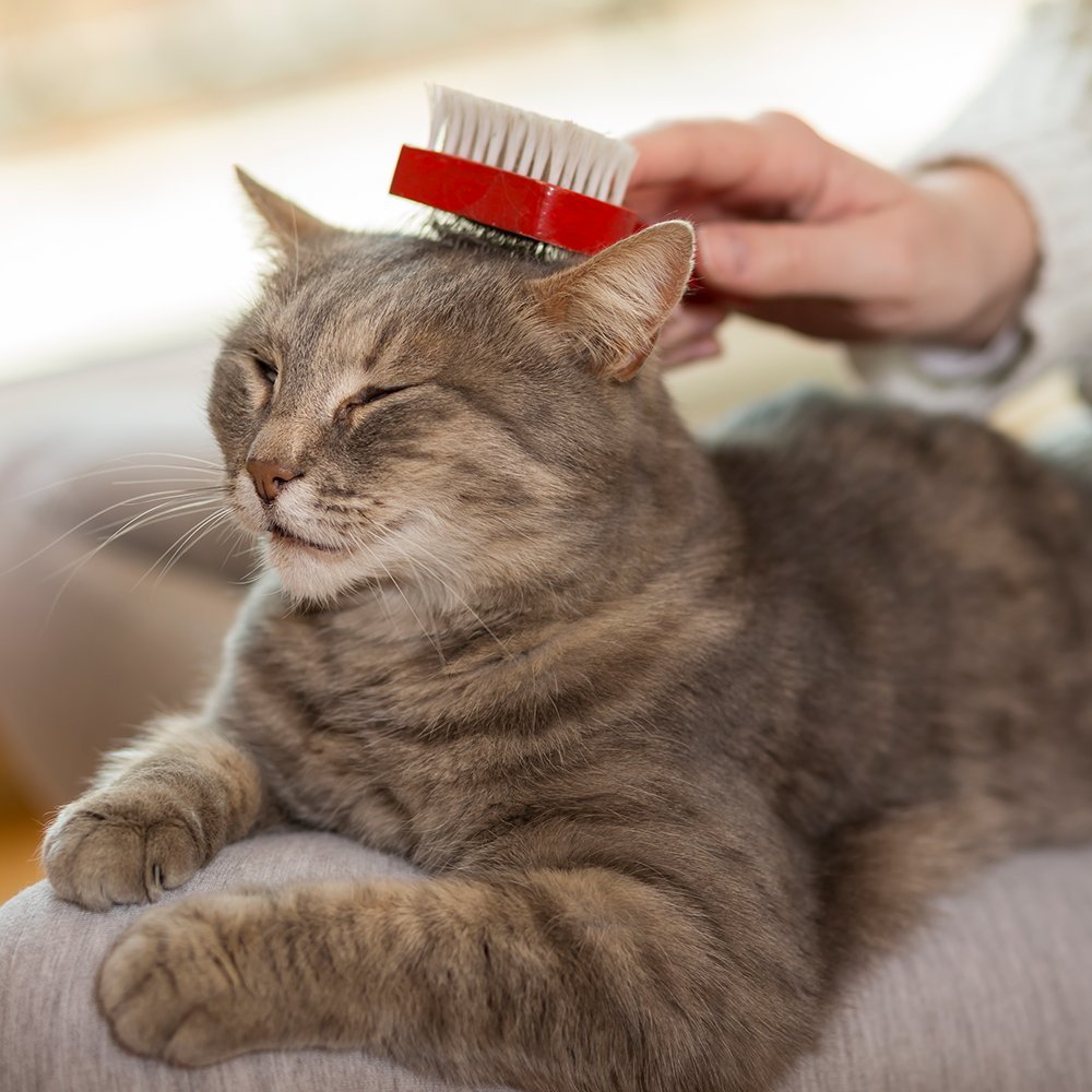 VET'S BEST Waterless Cat Bath 147ml