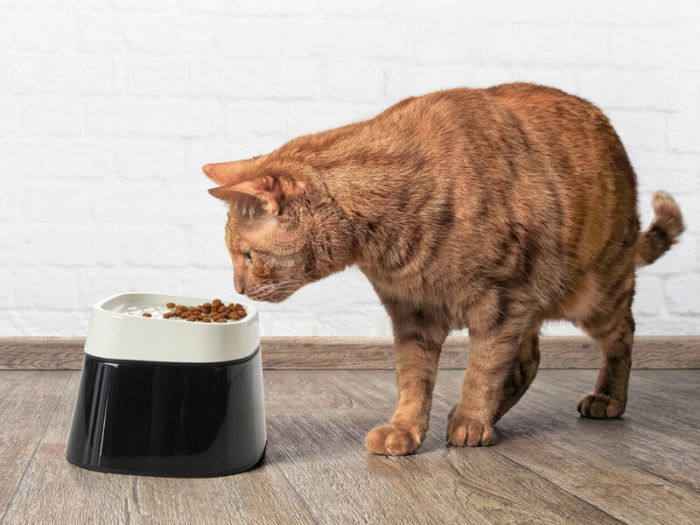 SAVIC Ergo Cube Cat Food Bowl