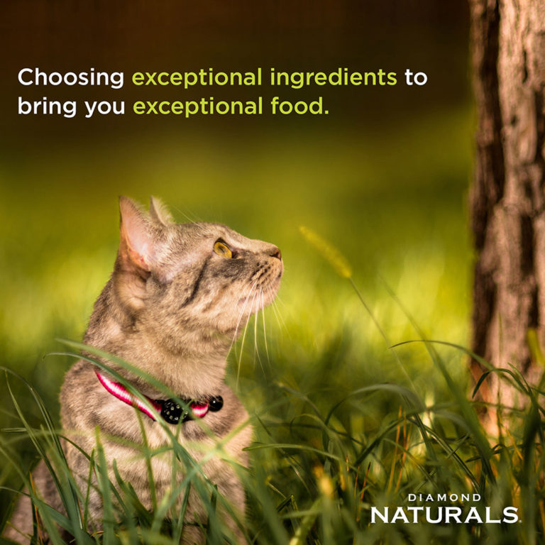 DIAMOND NATURALS Indoor Cat Chicken & Rice Formula