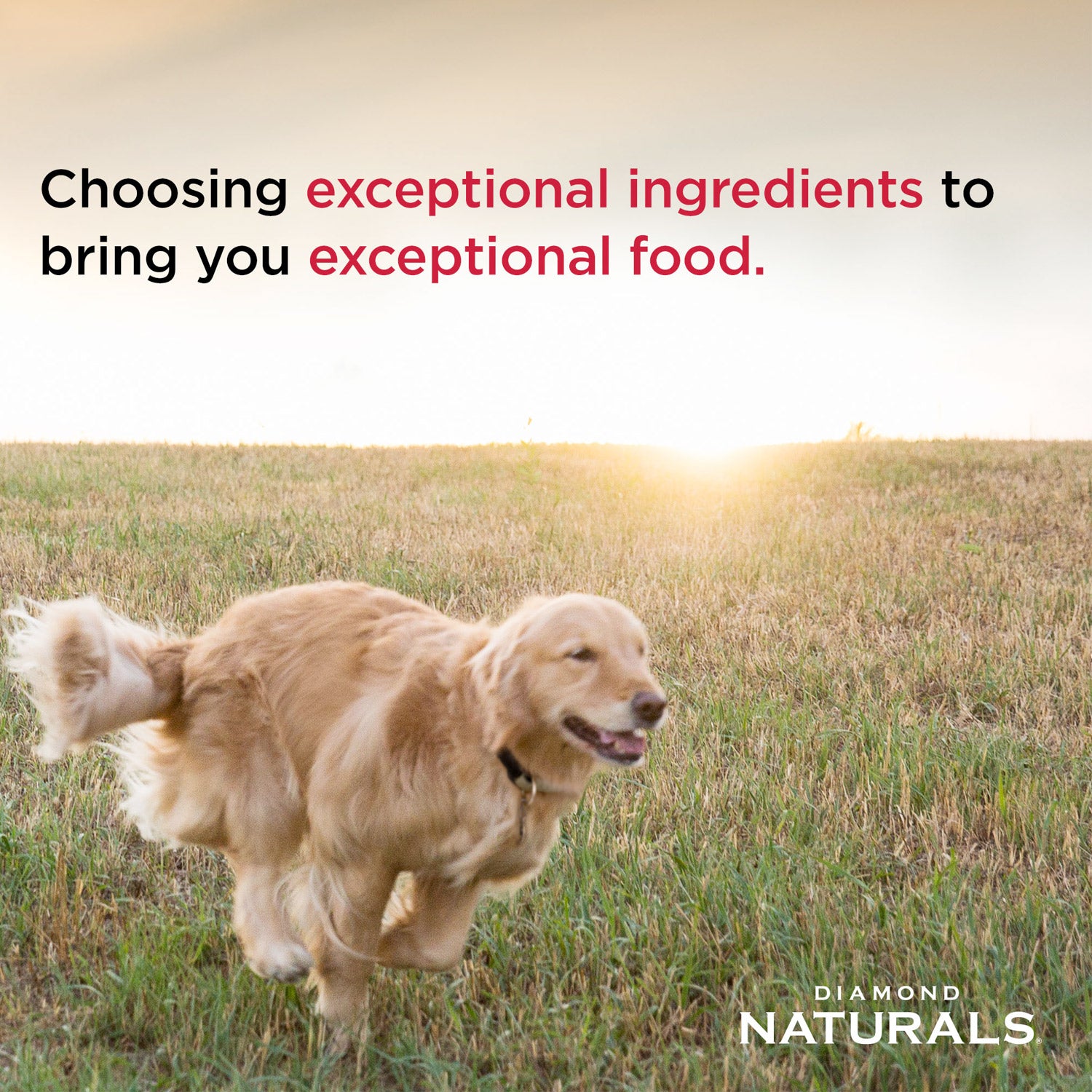 DIAMOND NATURALS Adult Dog Lamb Meal & Rice Formula