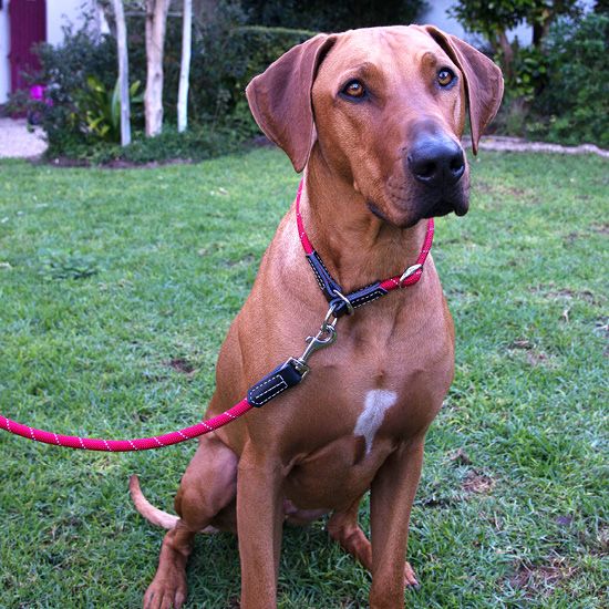 ROGZ Rope Dog Lead
