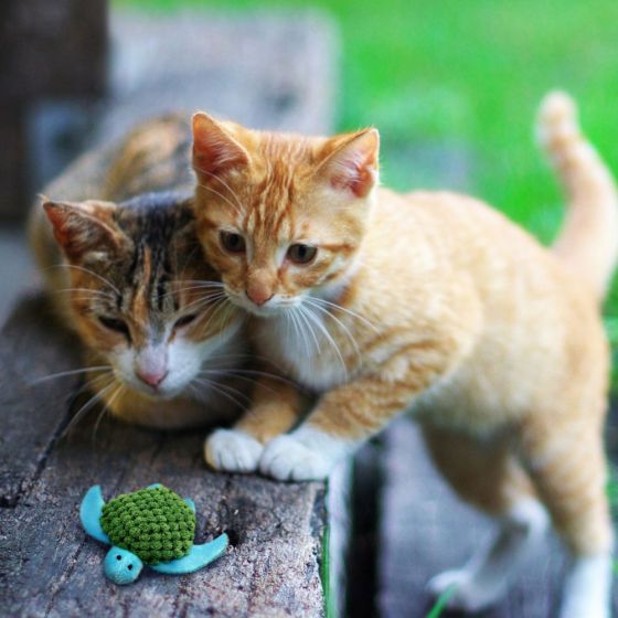 KONG Cat Toy Turtle Catnip Refillable
