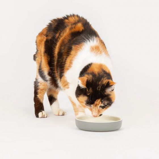 SCRUFFS Classic Cat Ceramic Saucer
