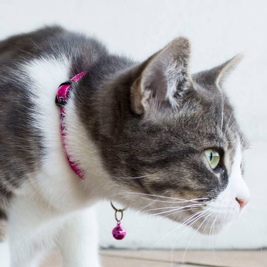ROGZ Fancy Cat Collar (Various Colors)