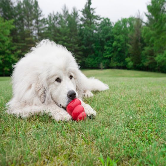 KONG Classic Dog Toy