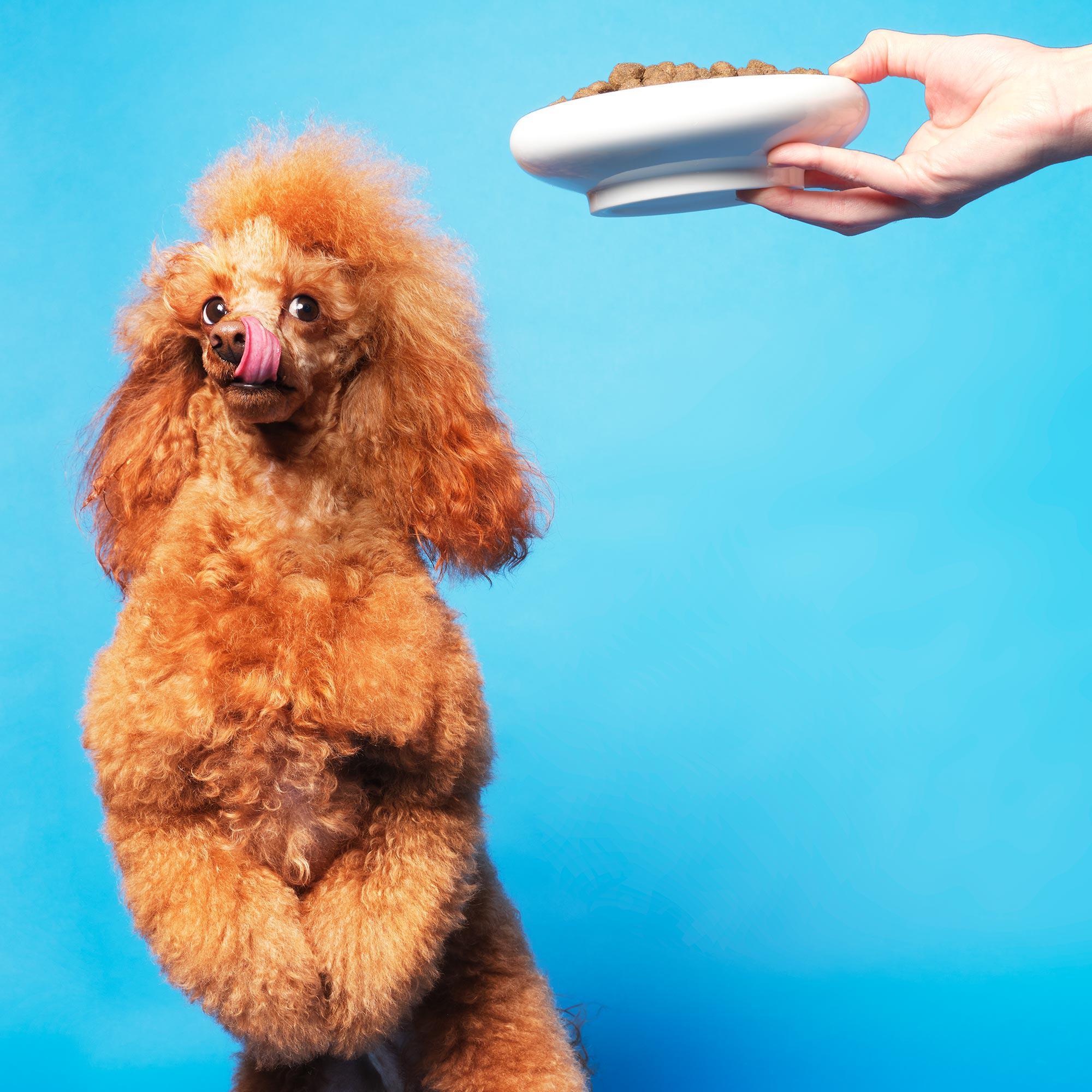 POOCH & MUTT Dog Dry Food Health & Digestion With Salmon